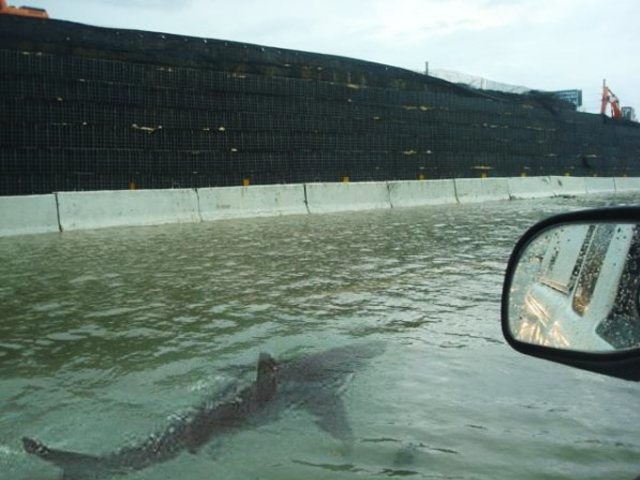 Fake Photo of a shark swimming on Houston highway after Hurricane Harvey Fake photo of shark swimming on Houston highway
