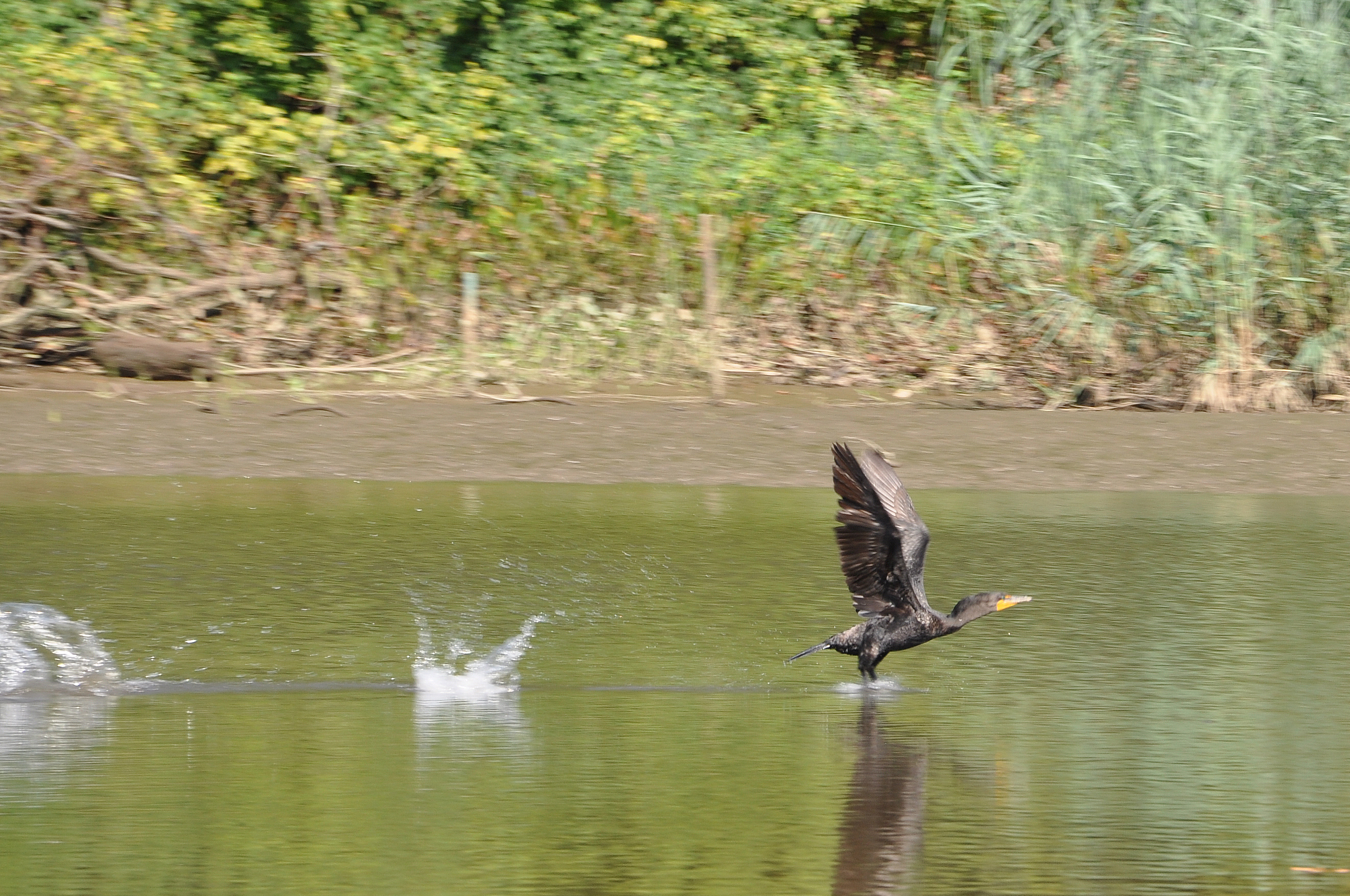 Large bird on the Anacostia River