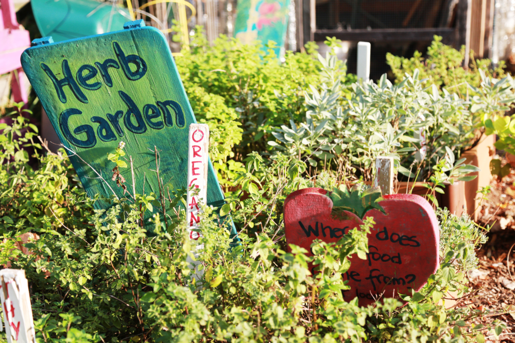 Stoddert Elementary School Garden, grown with Bloom.