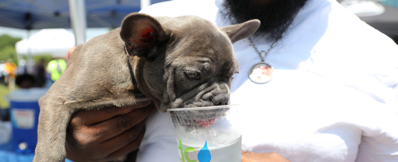 A small dog drinks tap water from a plastic cup
