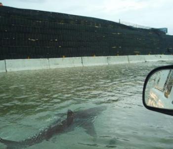 Fake Photo of a shark swimming on Houston highway after Hurricane Harvey Fake photo of shark swimming on Houston highway