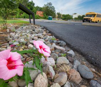 Rain gardens like this help keep toxic runoff from parking lots from entering the river system. Rain gardens like this help keep toxic runoff from parking lots from entering the river system.