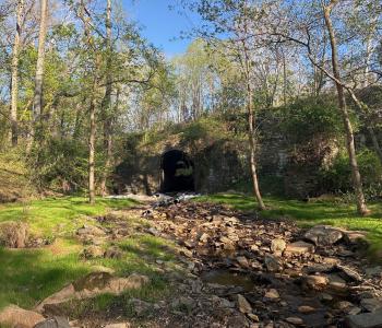 Photo of the vegetation growing back in the culvert area