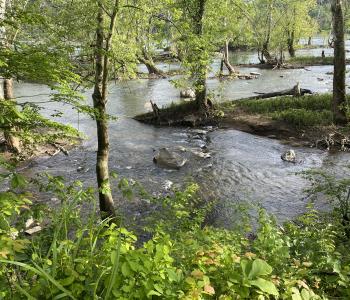 Section of Potomac River in Cabin John, MD showing river and trees