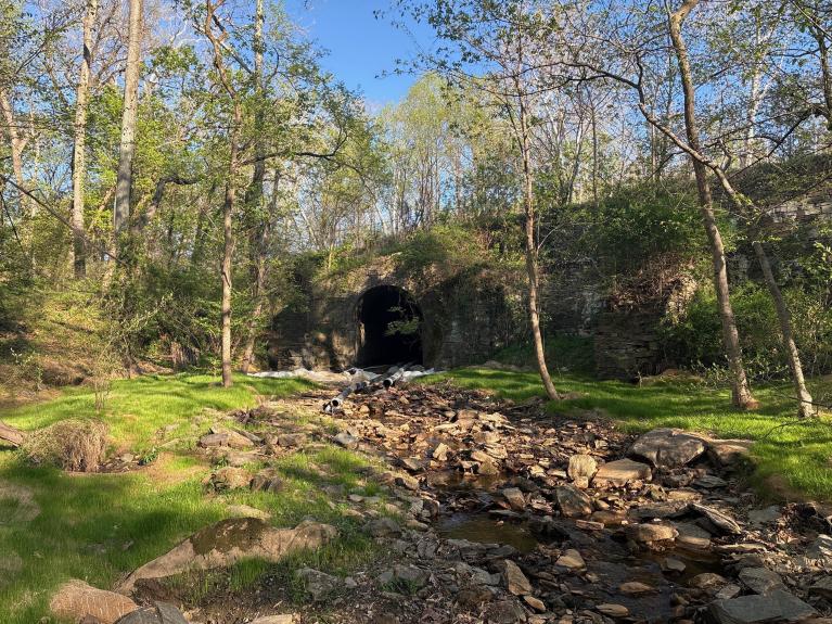 Photo of the vegetation growing back in the culvert area