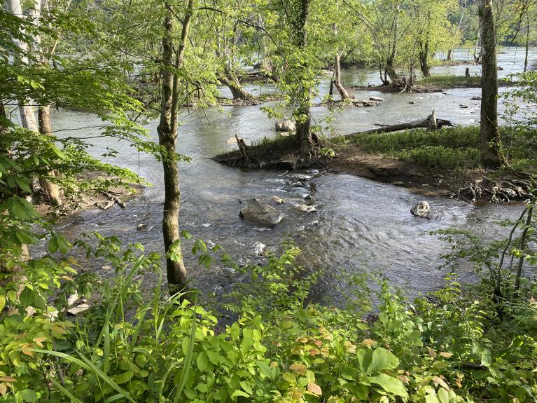 Section of Potomac River in Cabin John, MD showing river and trees