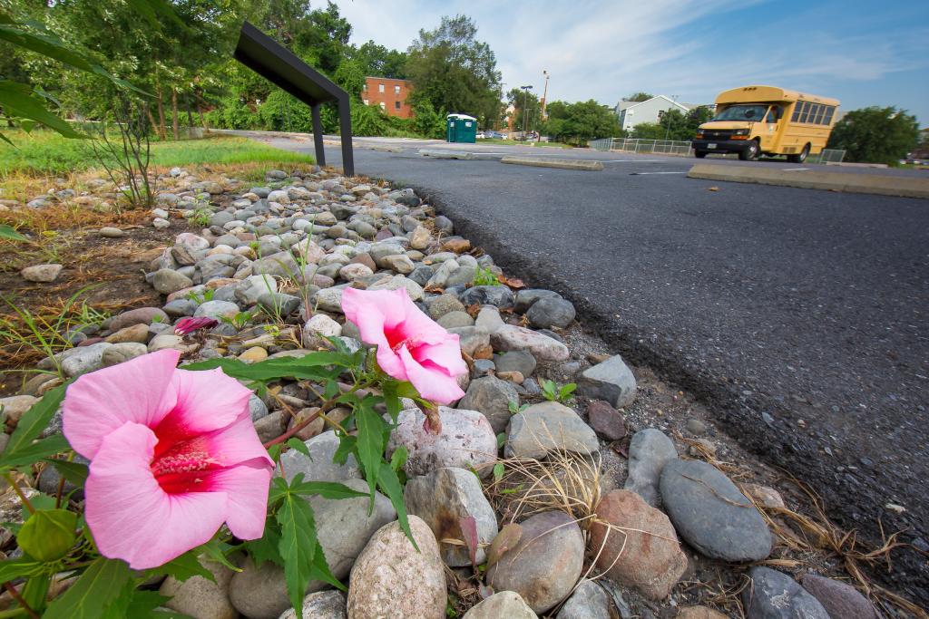 Rain gardens like this help keep toxic runoff from parking lots from entering the river system.