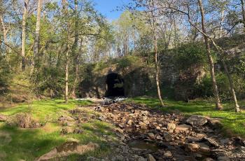 Photo of the vegetation growing back in the culvert area