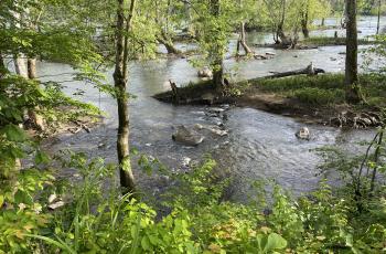 Section of Potomac River in Cabin John, MD showing river and trees
